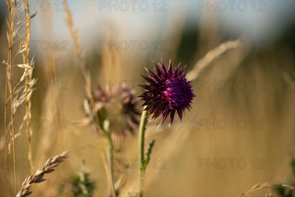 Nodding thistle Carduus nutans)