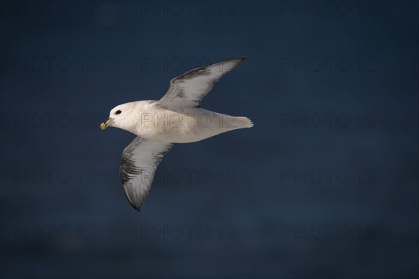 Northern fulmar (Fulmarus glacialis) in flight