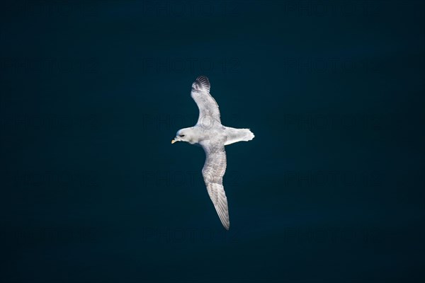 Northern fulmar (Fulmarus glacialis) in flight