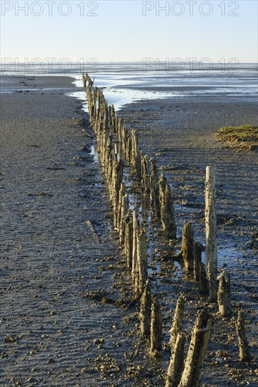 Wooden groynes and shells at low tide in the Lower Saxony Wadden Sea National Park