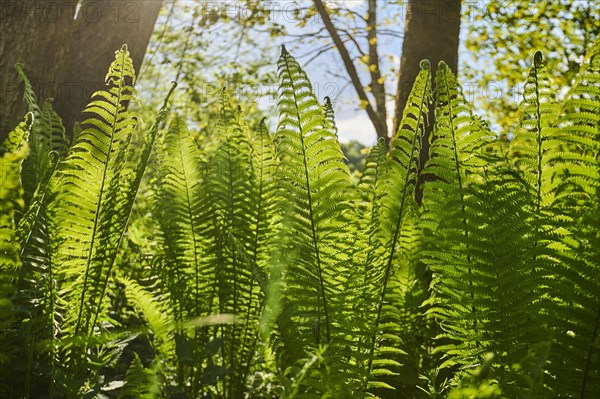 Male fern (Dryopteris filix-mas)