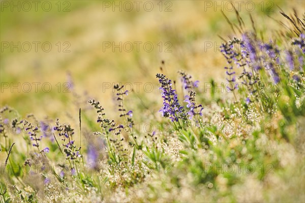 Meadow clary (Salvia pratensis) blooming in a meadow