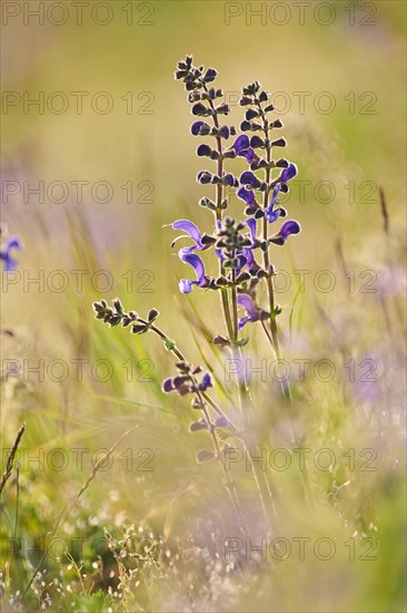 Meadow clary (Salvia pratensis) blooming in a meadow