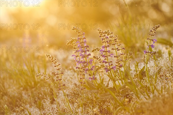 Meadow clary (Salvia pratensis) blooming in a meadow