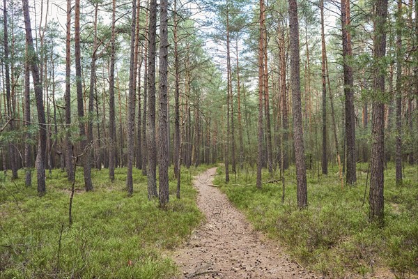 Trail going throug European red pine (Pinus sylvestris)
