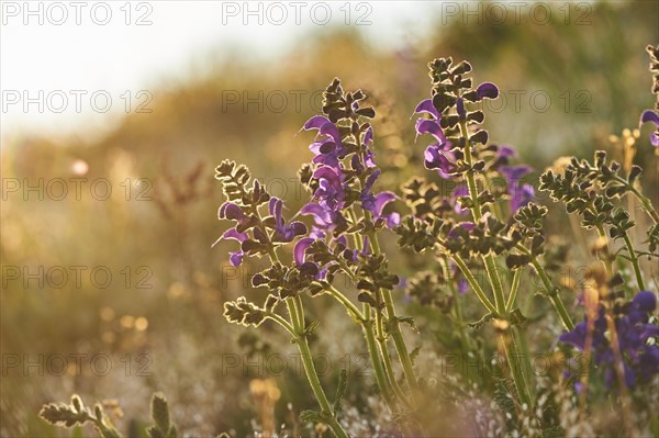 Meadow clary (Salvia pratensis) blooming in a meadow