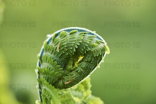 Male fern (Dryopteris filix-mas)