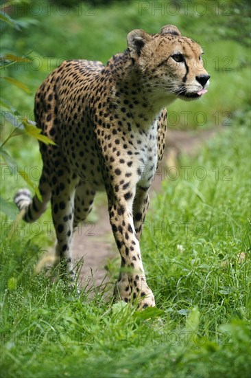 Sudan cheetah (Acinonyx jubatus soemmeringii)