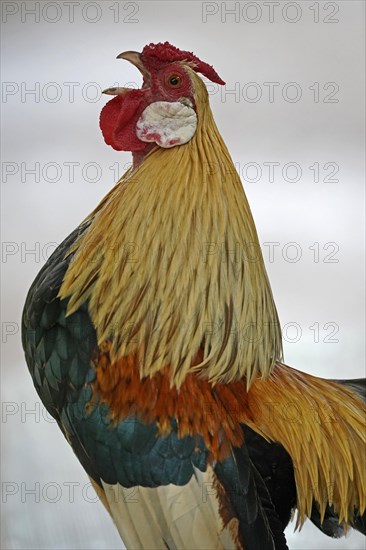 Bantam