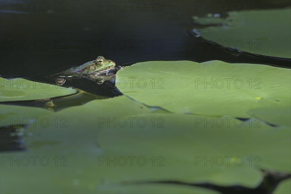 Green frog (Rana esculenta)