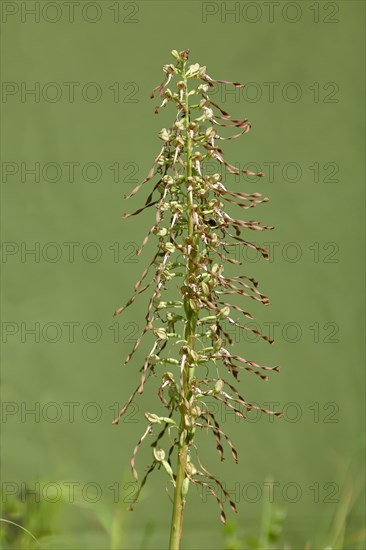 Lizard orchid (Himantoglossum hircinum)