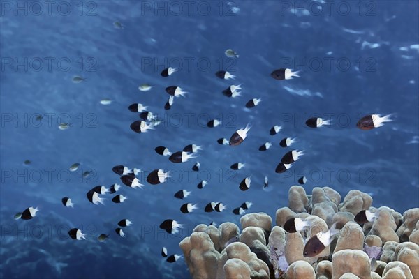 Swarm of Half-and-half chromis (Chromis dimidiata) swimming over coral reef