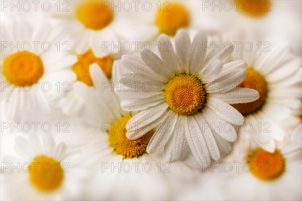 Shasta daisy (Leucanthemum maximum)