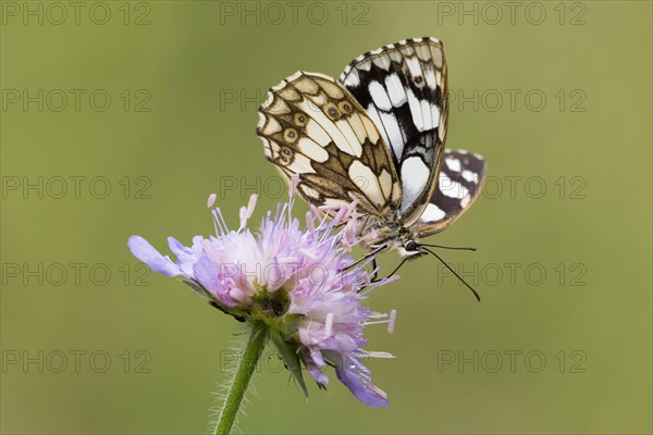 Marbled white (Melanargia galathea) on Field scabious (Knautia arvensis)