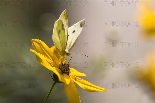 Small white (Pieris rapae) on Tickseed (Coreopsis)