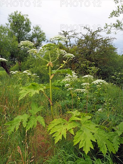 Giant hogweed (Heracleum mantegazzianum)