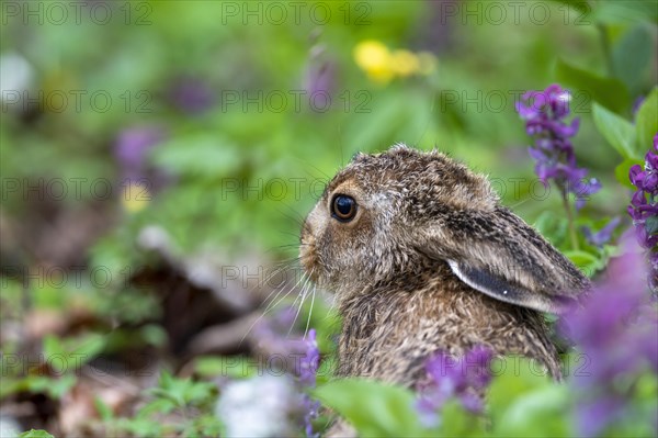 Young brown hare (Lepus europaeus) with hollow larkspur