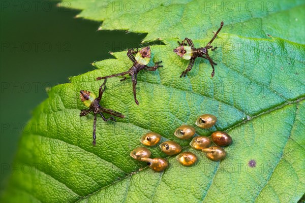 Box bug (Gonocerus acuteangulatus)