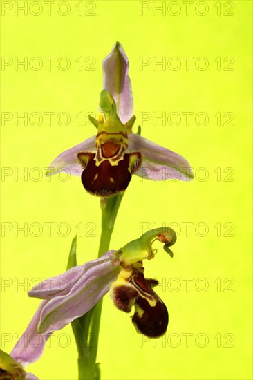 Bee orchid (Ophrys apifera)