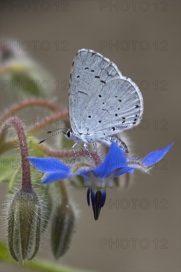 Holly Blue (Celastrina argiolus) on borage (Borago officinalis) flower