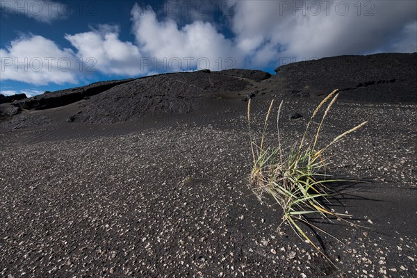 Lone grasses