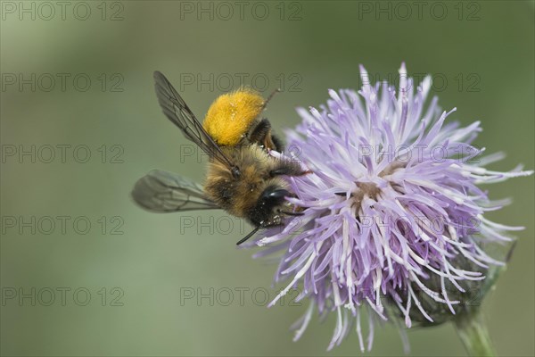 Honey bee (Apis mellifera)