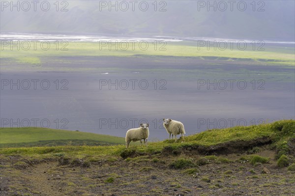 Sheep at Hjoerleifshoefdi (Viking grave)