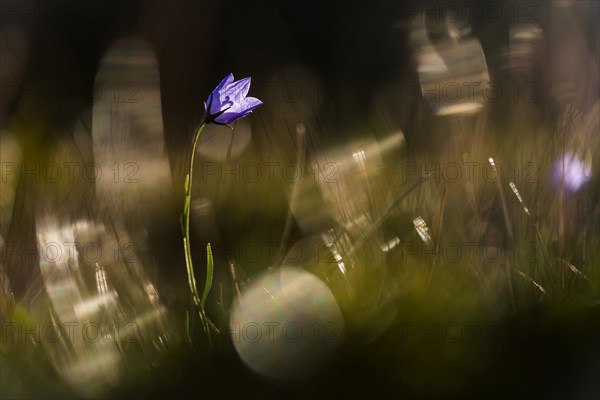 Harebells (Campanula rotundifolia)