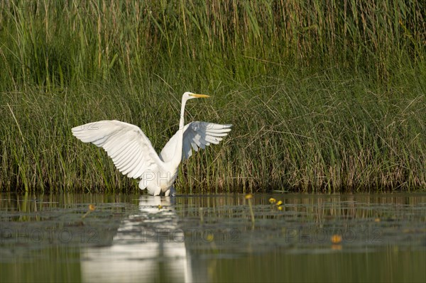 Great egret (Ardea alba)