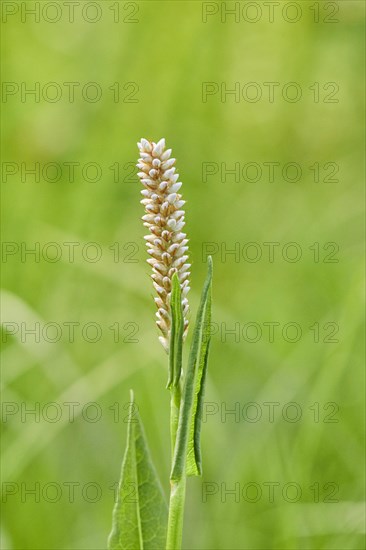 Common bistort or European bistort (Bistorta officinalis) blooming on a medaow