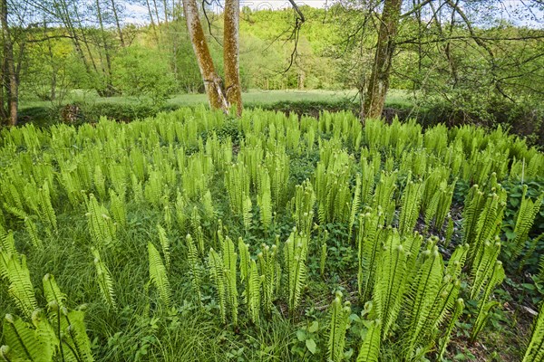 Male fern (Dryopteris filix-mas)