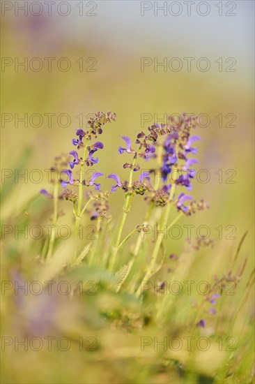 Meadow clary (Salvia pratensis) blooming in a meadow