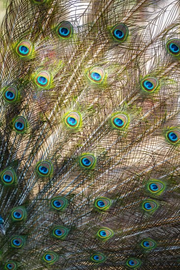 Peacock Indian peafowl (Pavo cristatus) beats wheel