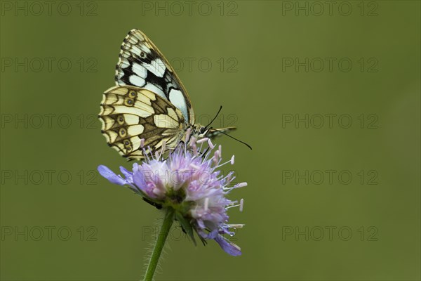 Marbled white (Melanargia galathea) on Field scabious (Knautia arvensis)