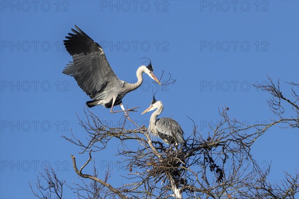 Grey heron (Ardea cinerea)