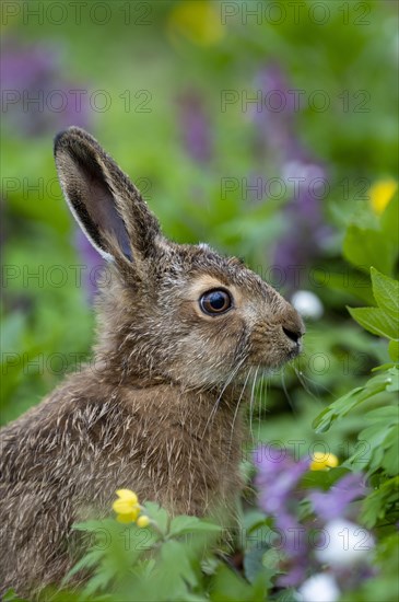 Young brown hare (Lepus europaeus) with hollow larkspur