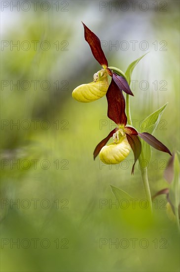 Yellow lady's slipper orchid (Cypripedium calceolus)