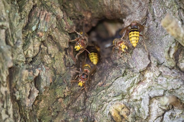 European hornets (Vespa crabro) nest in a willow