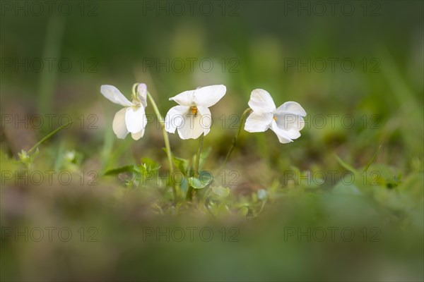 White wood violet (Viola alba) in a meadow