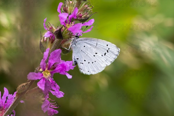 Holly Blue (Celastrina argiolus) on Purple loosestrife (Lythrum salicaria)