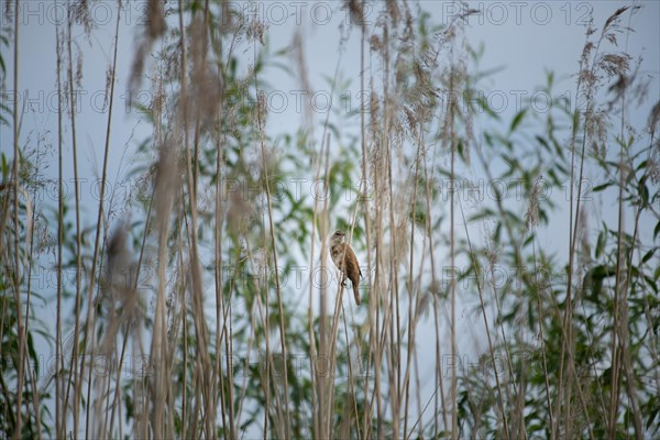 Reed warbler (Acrocephalus scirpaceus) Prignitz