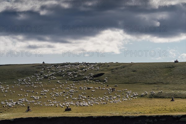 Domestic sheep (Ovis aries)