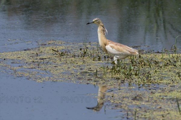 Squacco heron (Ardeola ralloides) foraging