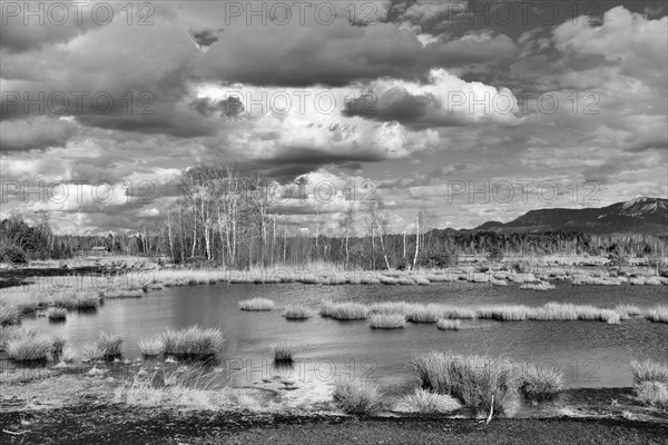 Pond with pond rushes (Schoenoplectus lacustris) in mire landscape