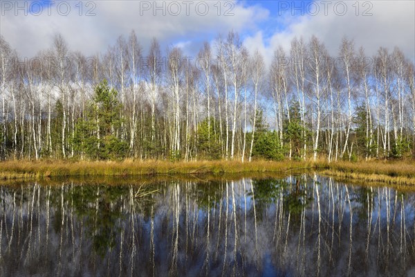 Birch grove Downy birch (Betula pubescens) at bog pond