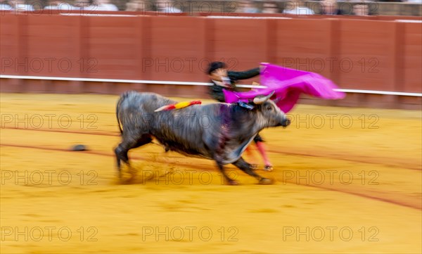 Banderillero with capa with running bull