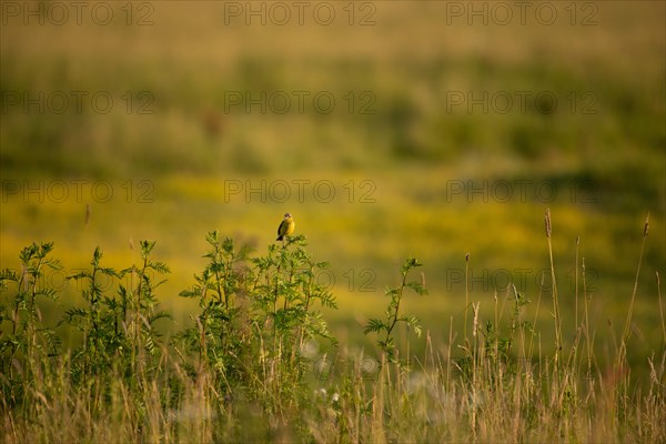 Meadow Wagtail (Motacilla flava)