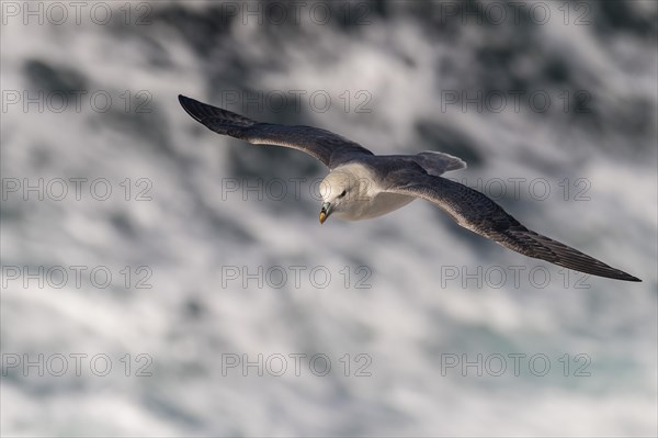 Northern fulmar (Fulmarus glacialis) in flight