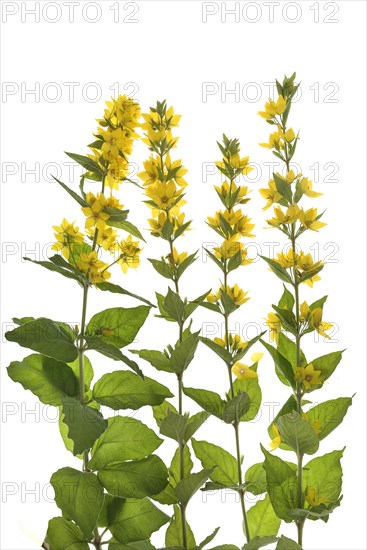 Yellow loosestrife (Lysimachia vulgaris) on white ground