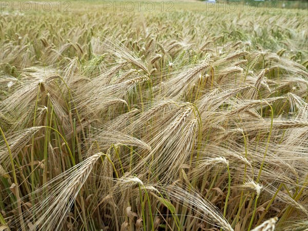 Grain field in the Rundlingsdorf Meuchelfitz